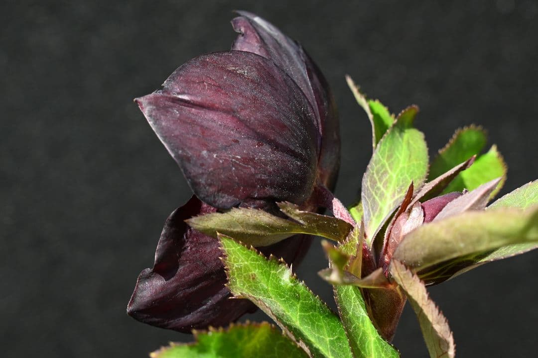 クリスマスローズ 1級品 認定sdキラメキ✩チョコレート 赤軸 赤蕊 加藤