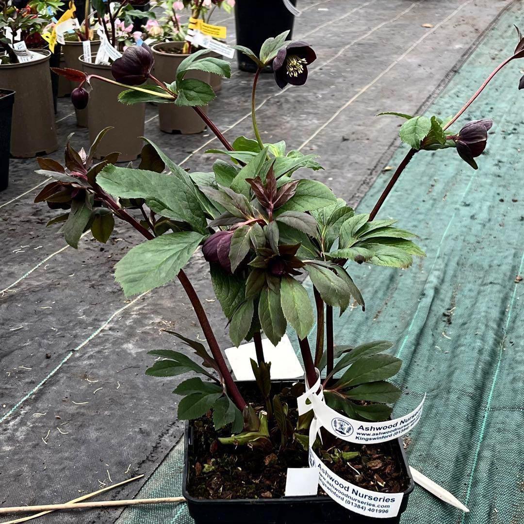 t*k様 3578☘️蕾花タグ付き☘️6号ロング☘️2年間管理☘️Ashwood