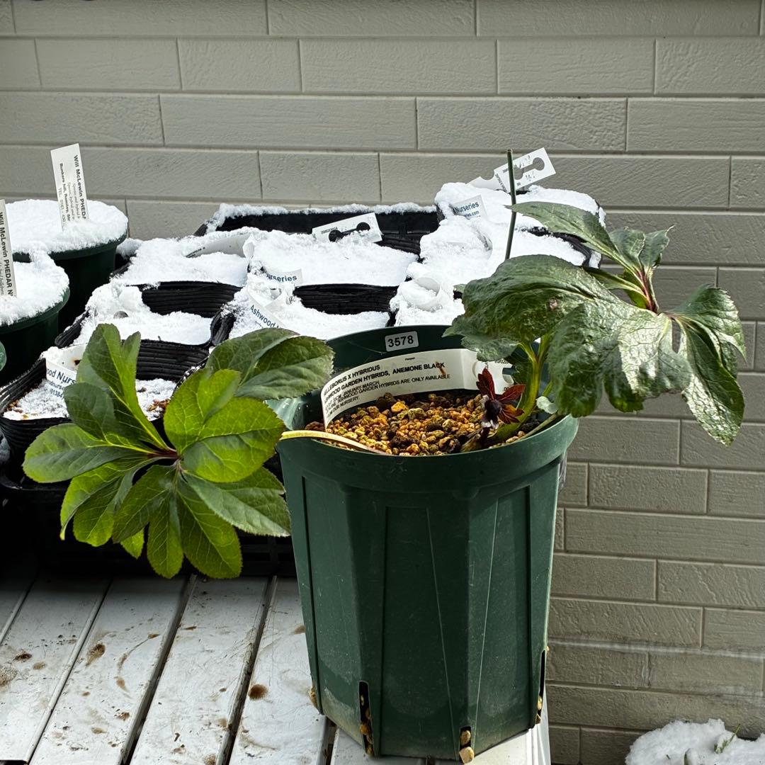 t*k様 3578☘️蕾花タグ付き☘️6号ロング☘️2年間管理☘️Ashwood