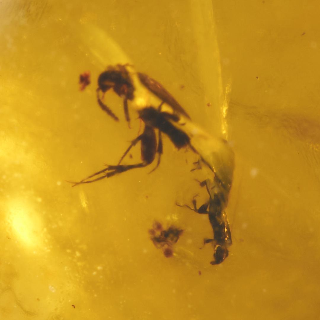 ZB324虫入り琥珀化石 ミャンマー カムティかタナイ産 9900万年前