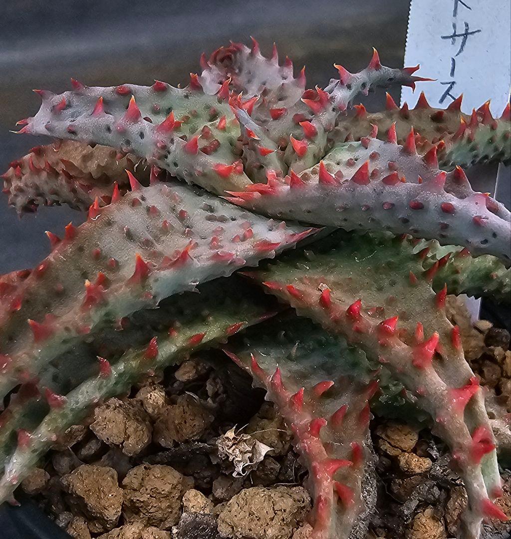 メルカリ便発送&ロウルサンコさんラベル付き☆アロエ ブラッドサースティー