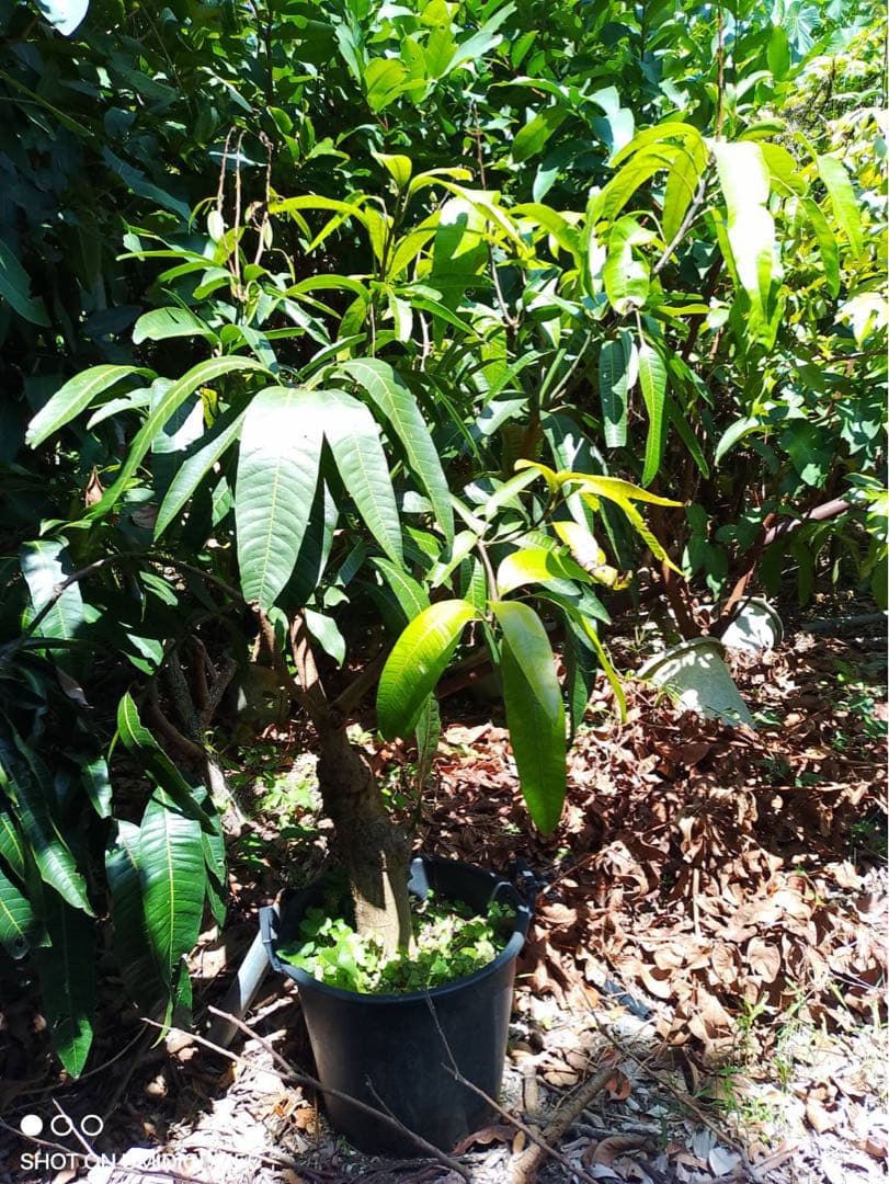 ◇タイサンボク リトルジェム◇シンボルツリー◇レアな接木苗木◇の