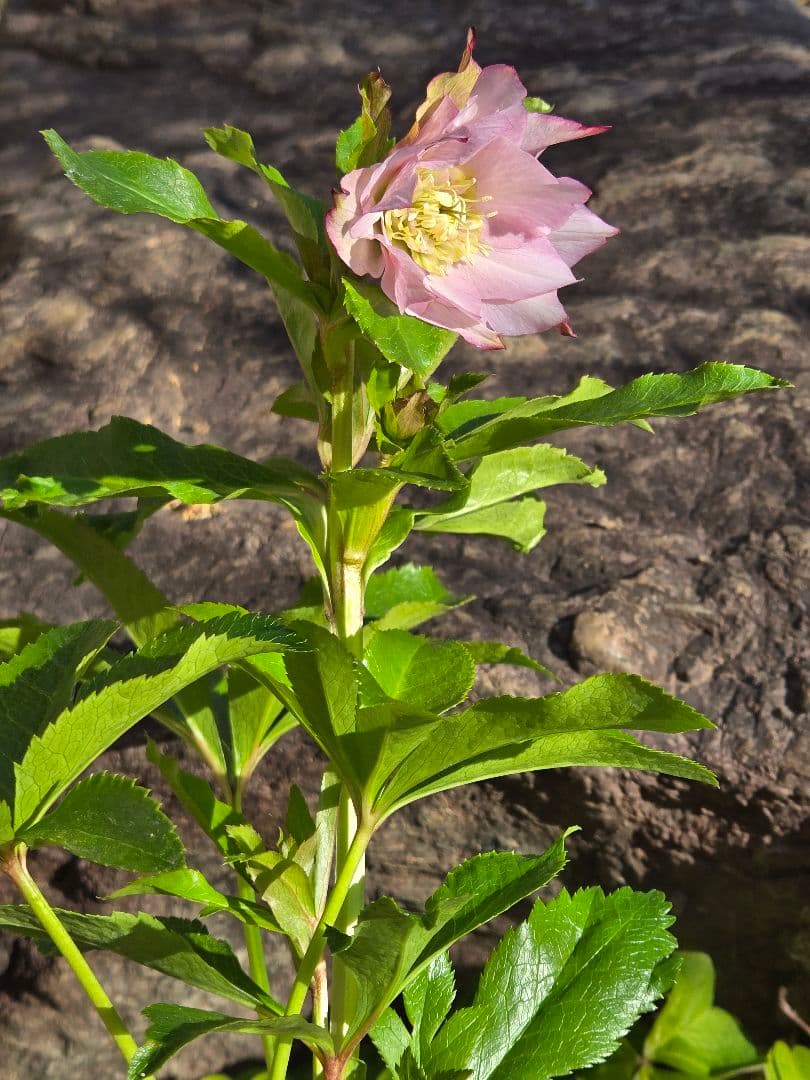 クリスマスローズ シャルウィダンス 若泉ファーム ヒデコート