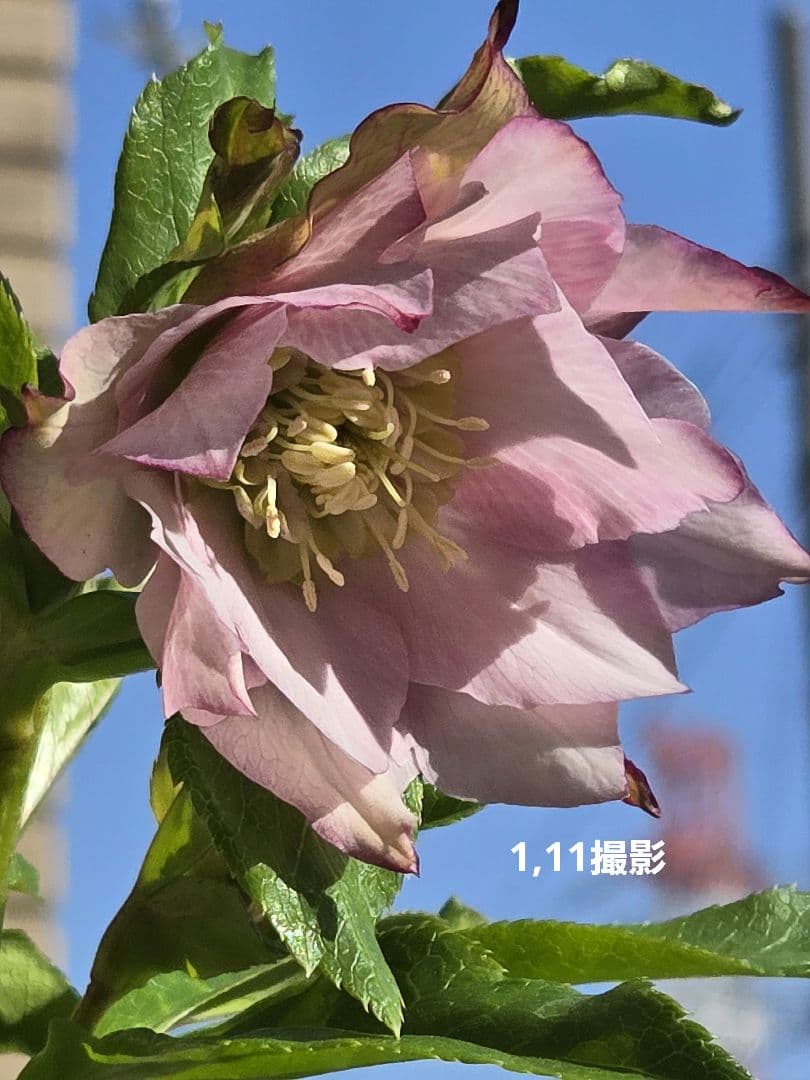 クリスマスローズ シャルウィダンス 若泉ファーム ヒデコート - メルカリ