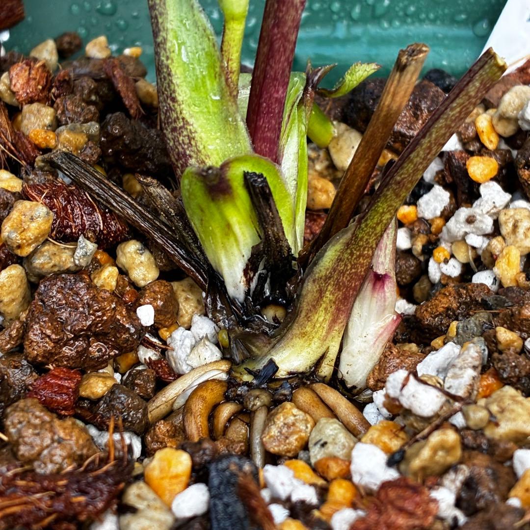 u*0様 3542☘️蕾花タグ付☘️⭐️ポーセリン⭐️小輪⭐️素敵な苞葉⭐️超コ