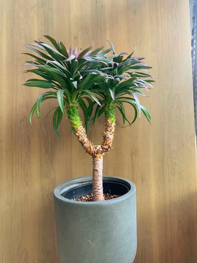 ユッカ・ディスメチアーナ コンパクタ 枝分かれ - メルカリ