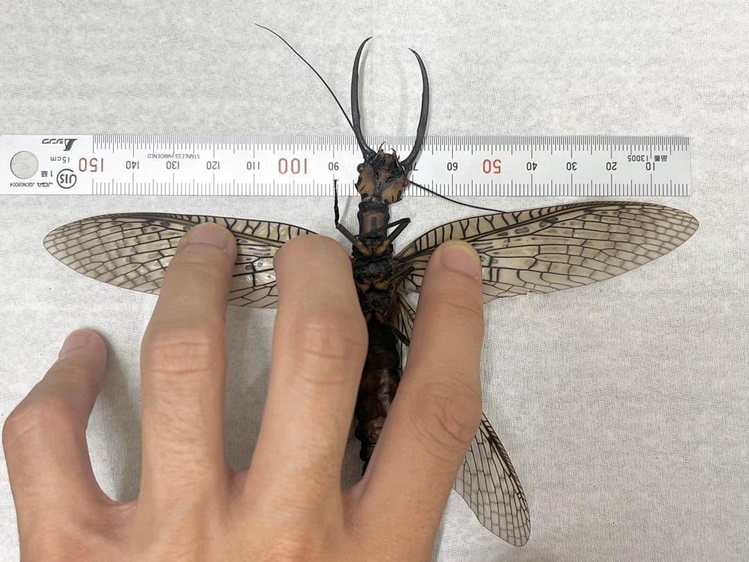 ハ*ナ様 昆虫標本 オオキバヘビトンボ ペア 大型 中国雲南省 - メルカリ