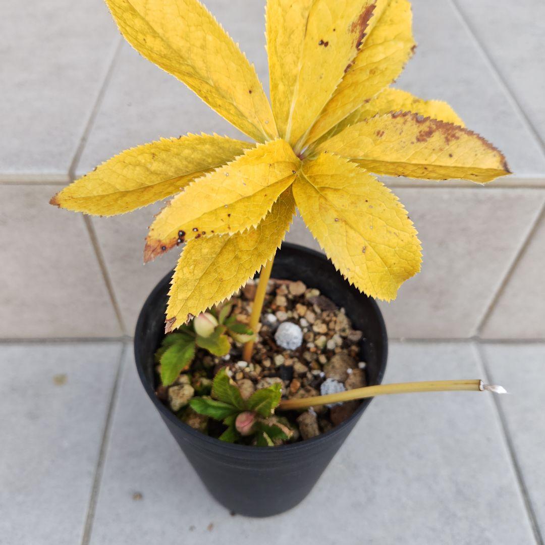 な*ず様 クリスマスローズ 大木ナーセリー Fuojita(フジタ