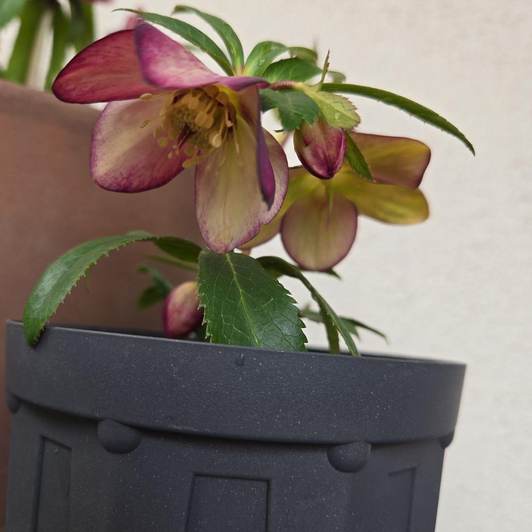 な*ず様 クリスマスロース株分け(大木ナーサリー フジタ交配) - メルカリ