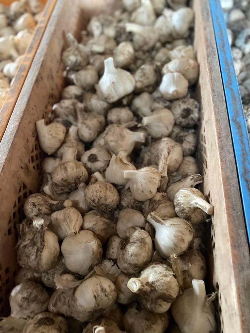 青森県産にんにく Mサイズ 10キロ