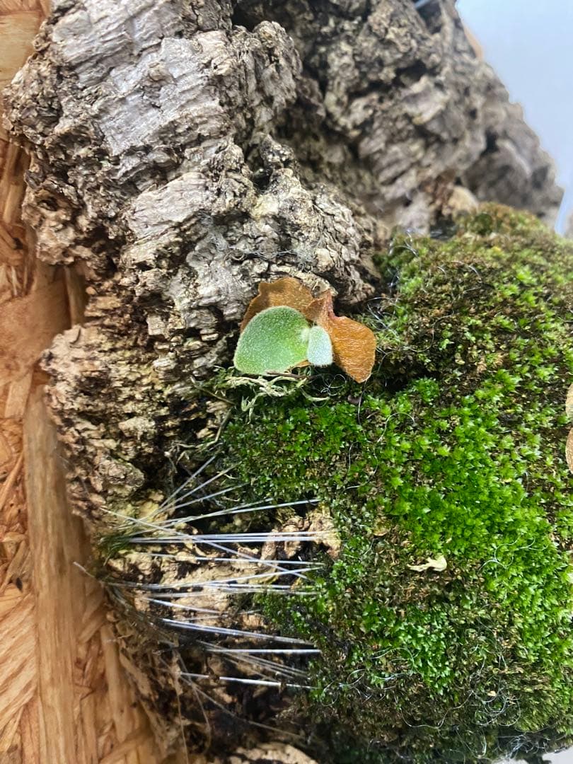 P. willinckii 'Elves エルブス 子株 OC