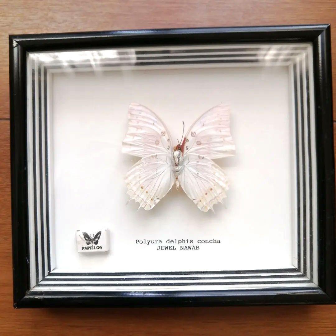 ホウセキフタオチョウ Polyura delphis concha 蝶 標本 - メルカリ