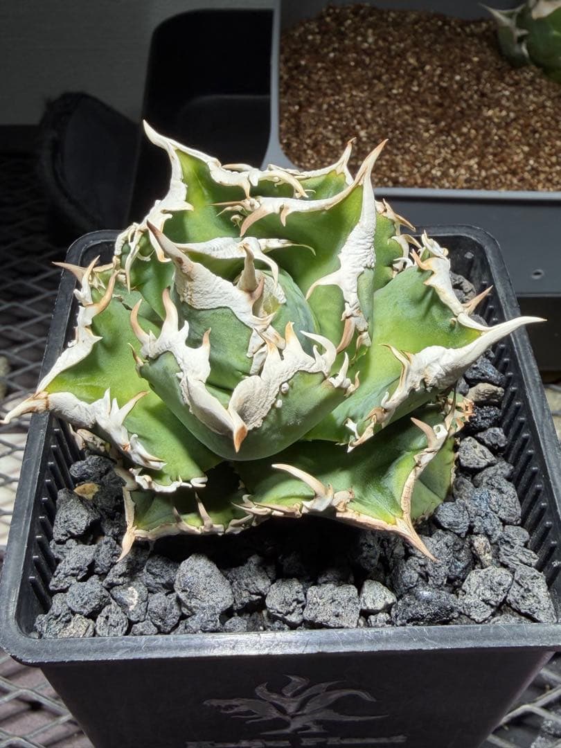 アガベチタノタ 大白鯊 子株 - メルカリ