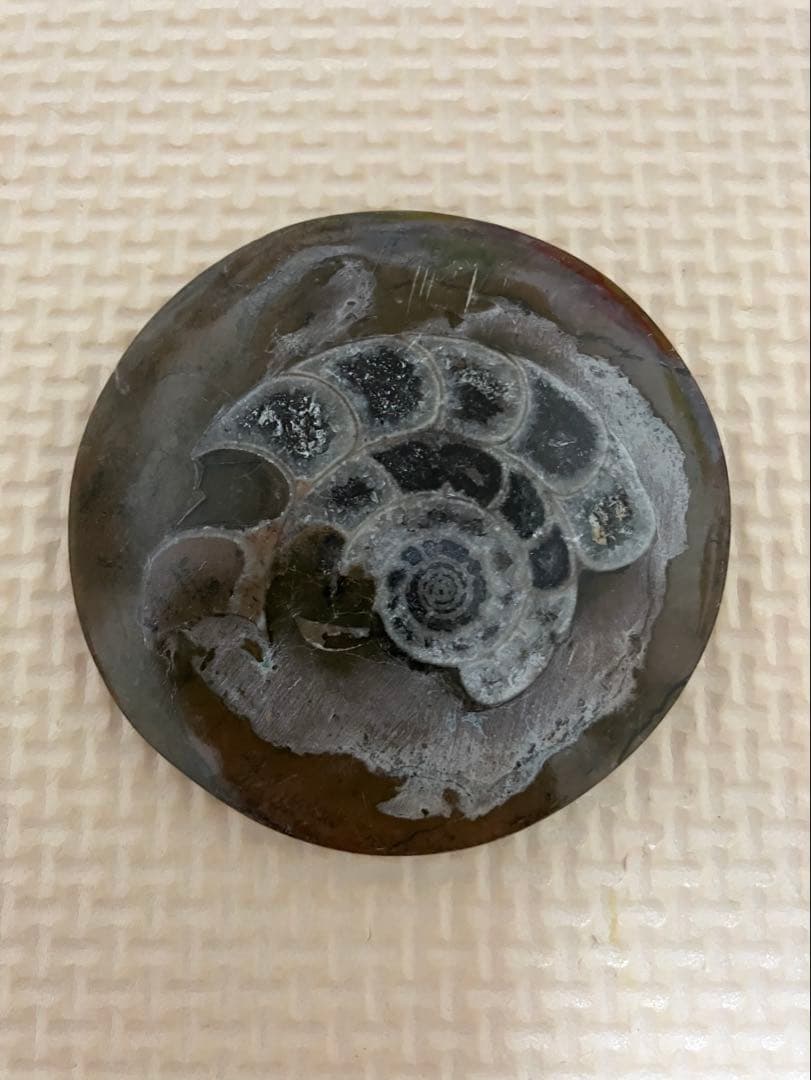 アンモナイト化石 マダガスカル産 ジュラ紀 - メルカリ
