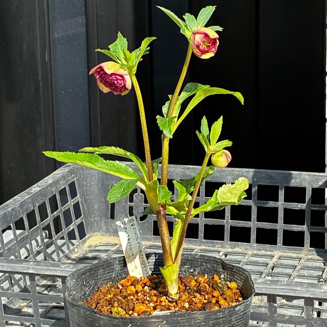 a*a様 3545☘️蕾花タグ付☘️超特殊☘️唯一無二☘️芳香⭐️小輪⭐️超キレ