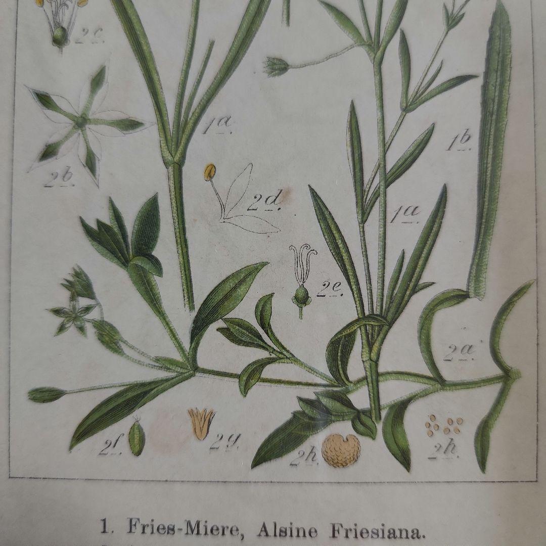 ボタニカルアート 植物図鑑 リトグラフ アンティーク 原画 絵画 アート