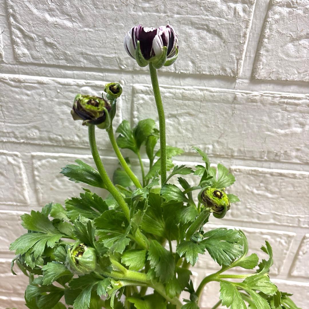 ジャイ様同梱用ラナンキュラスラックス♡イカロス♡3.5号ロング - メルカリ