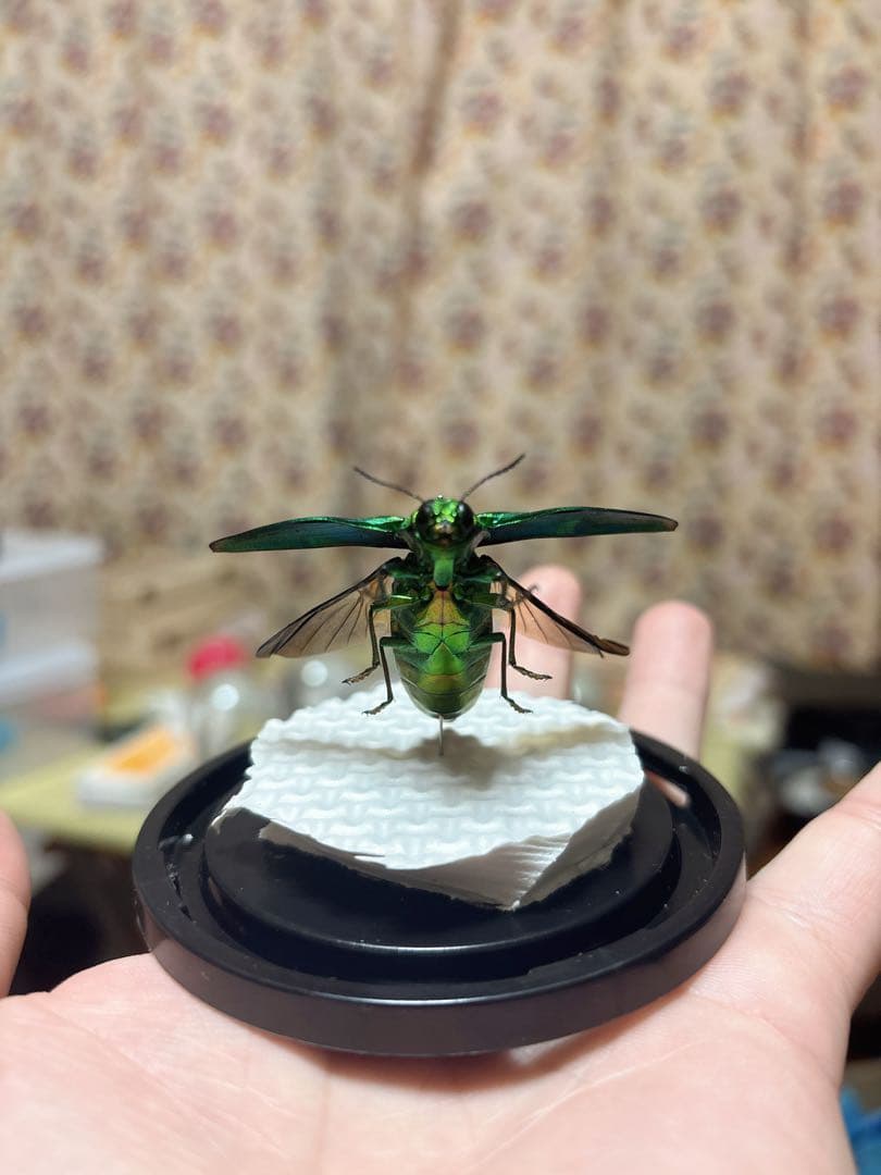緑色と黒色の昆虫標本ヤマトタマムシ - メルカリ