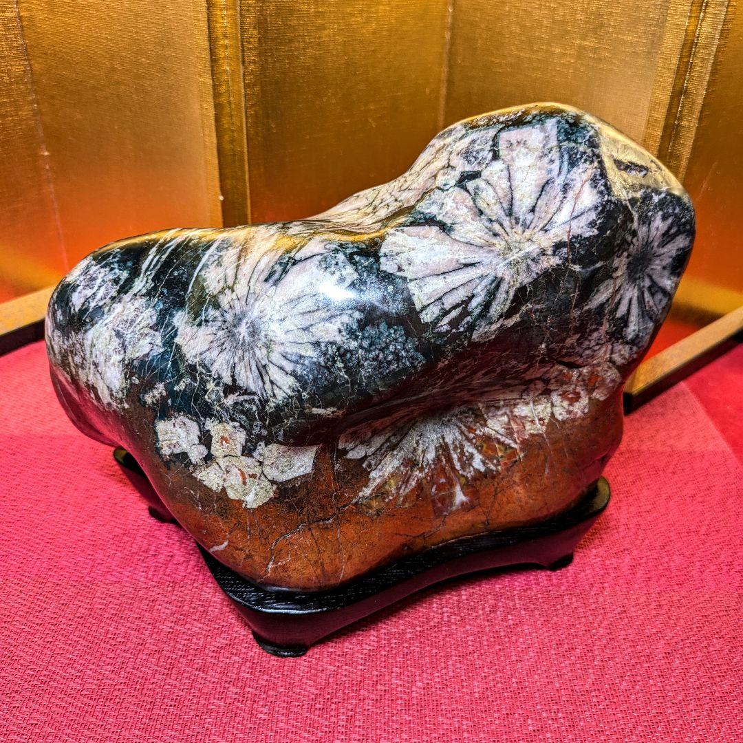 菊花石 岐阜県根尾谷産4.9㌔ 鑑賞石 観賞石 水石 盆石 天然石 三蓋松