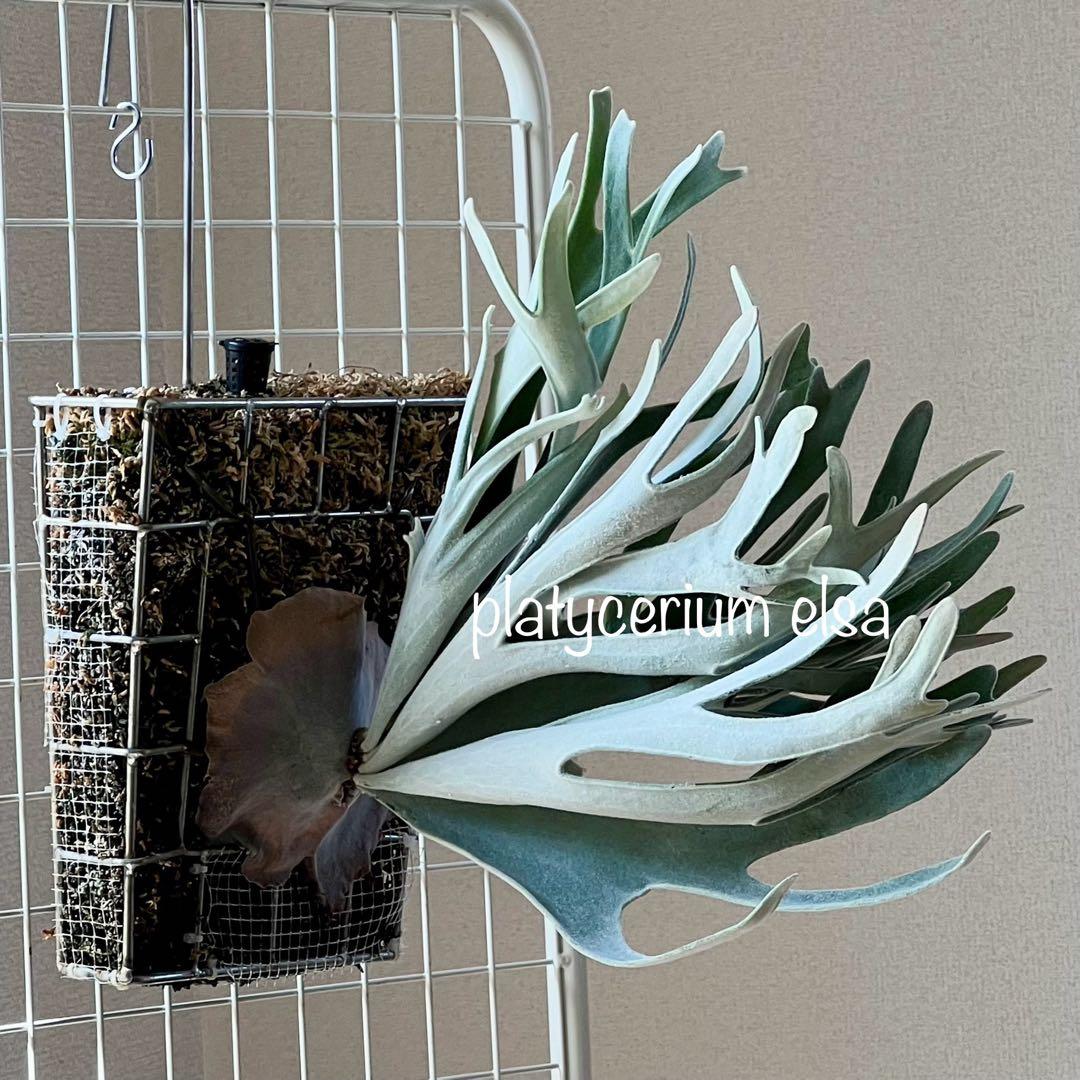 OC子株 platycerium elsaエルサ23pupビカクシダコウモリラン - メルカリ