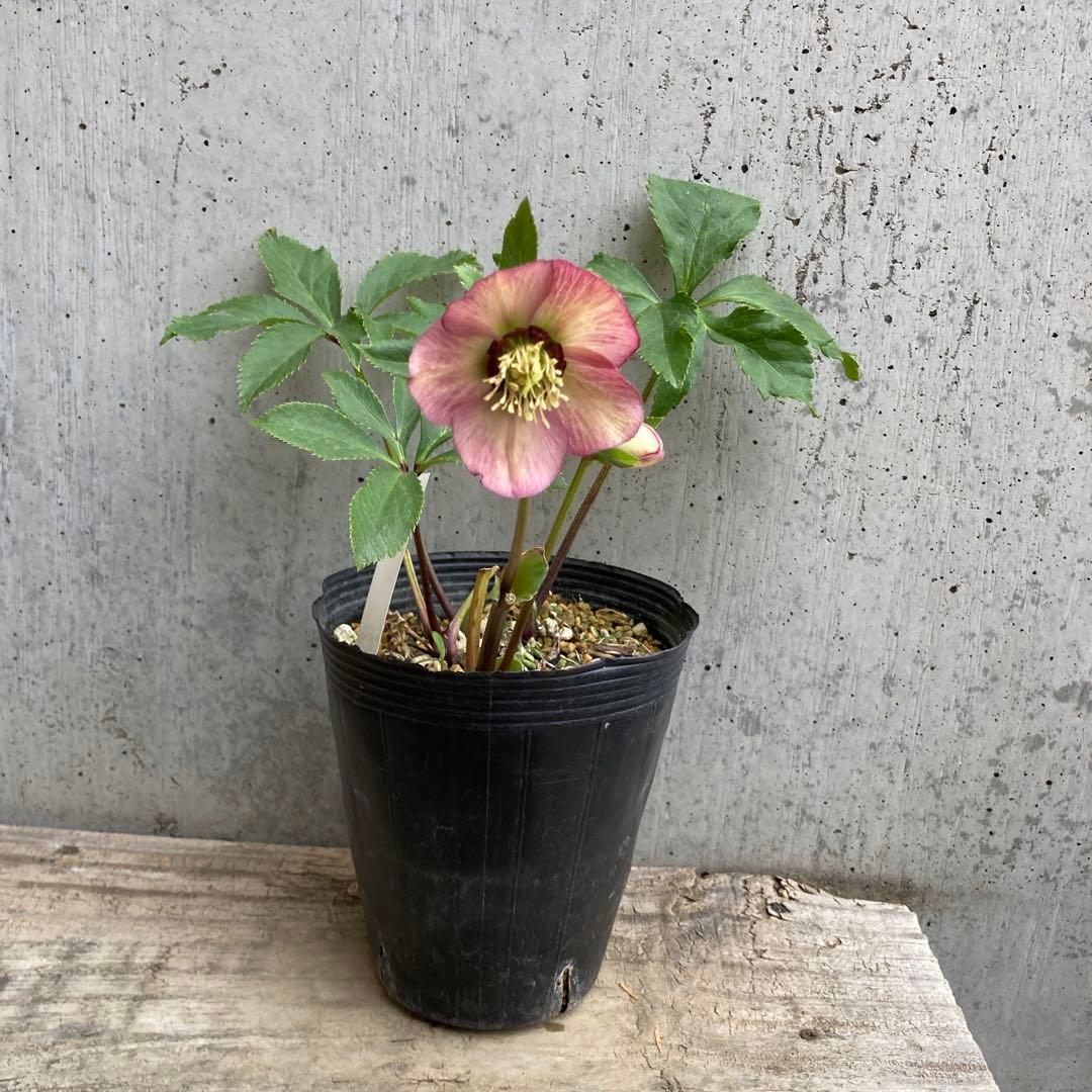 クリスマスローズ 開花株 4.5寸 昨シーズン購入苗 加藤農園 2/27まで