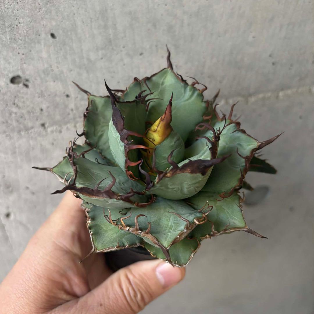 アガベ オテロイ 実生 選抜 子株付き - メルカリ