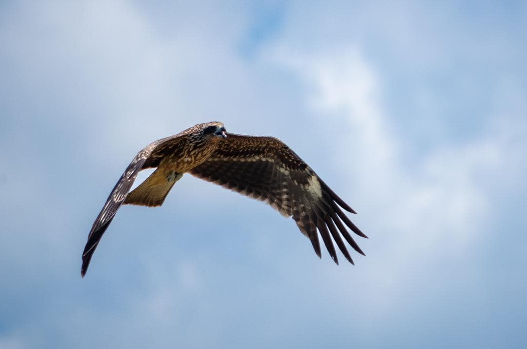 taktak様専用【黒死病対策】【内臓電池交換】PENTAX K-30 青 - メルカリ