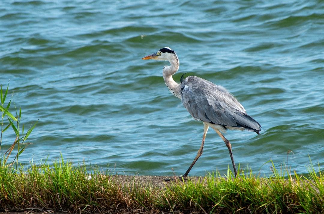 taktak様専用【黒死病対策】【内臓電池交換】PENTAX K-30 青 - メルカリ