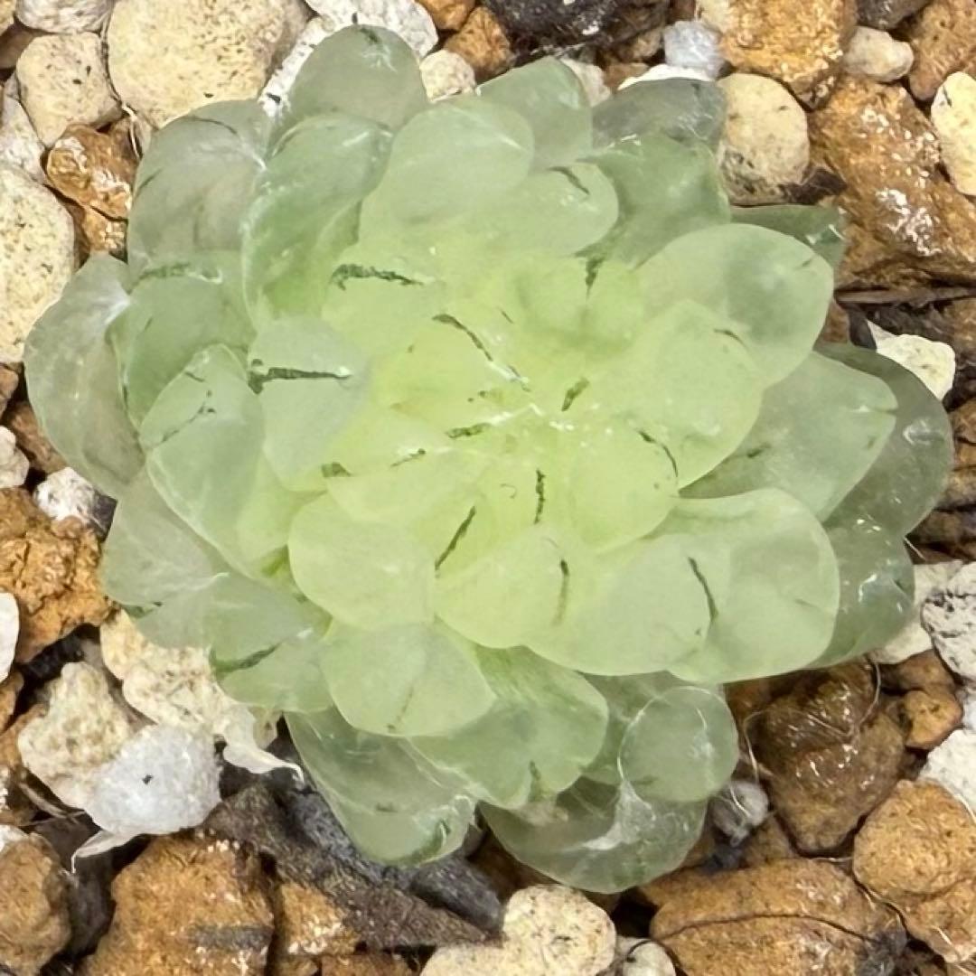 ハオルチア⭐️ 月の恋人⭐️ 斑入り 美苗 美品 発根済み。 - メルカリ