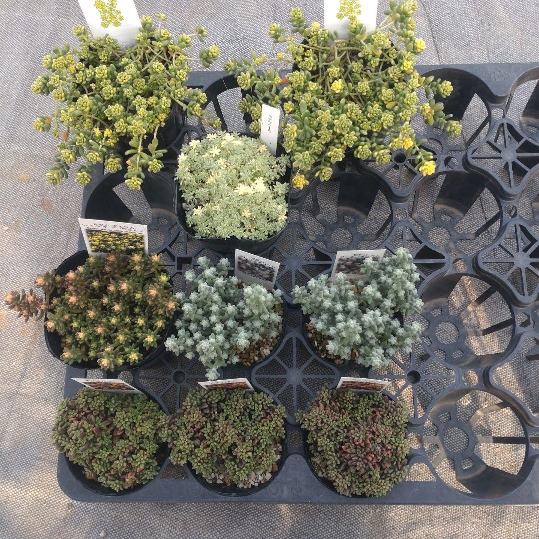 とんこさん専用