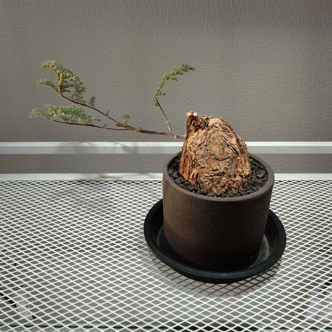 グラキリス現地球発根済み+3Dプリンター鉢