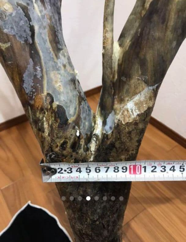 海松 深海松 レインボーコーラル 原木 珊瑚 希少 - メルカリ