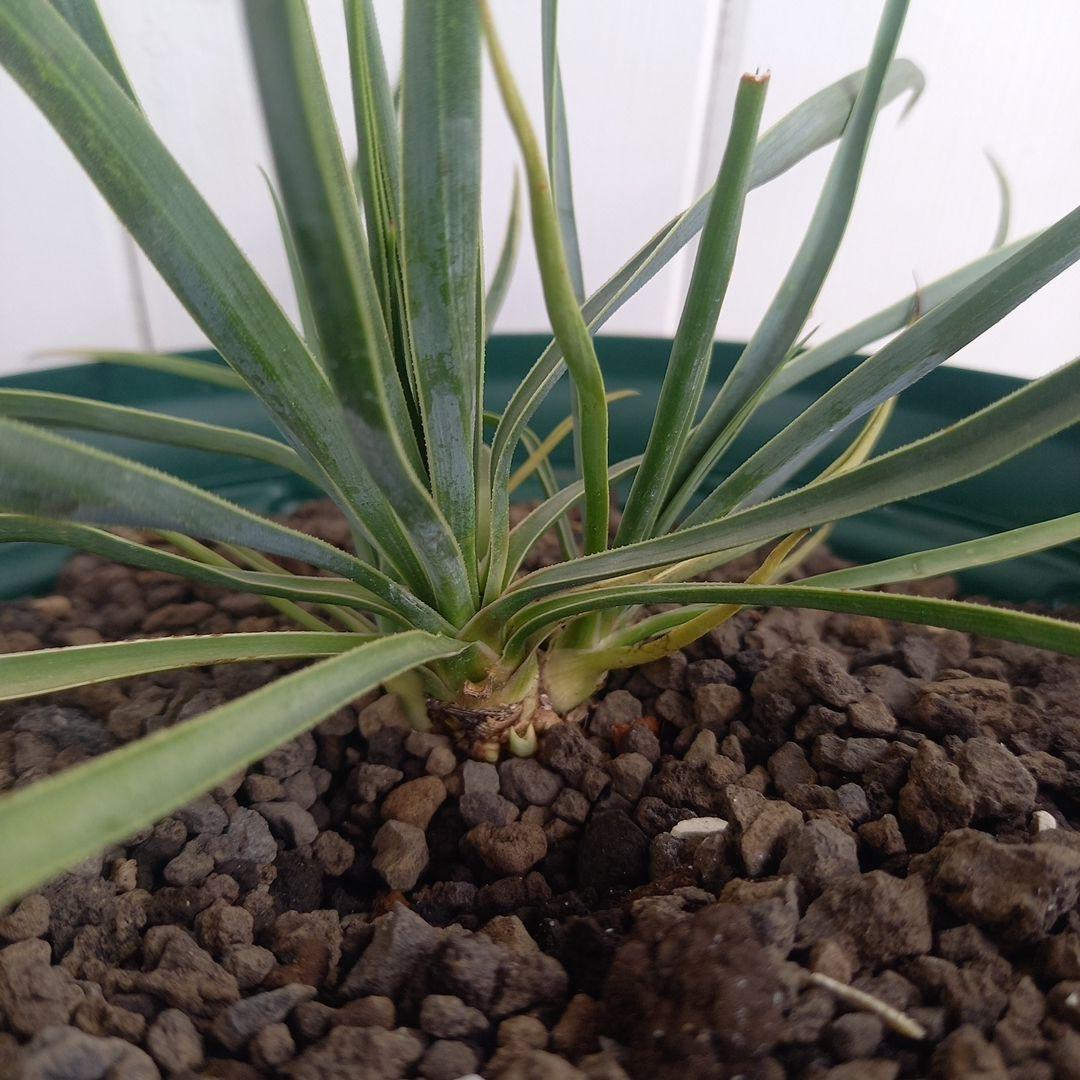 ファーストトラックシリーズ 1-7伊藤真 ＜全巻7冊セット＞ ＊帯付き