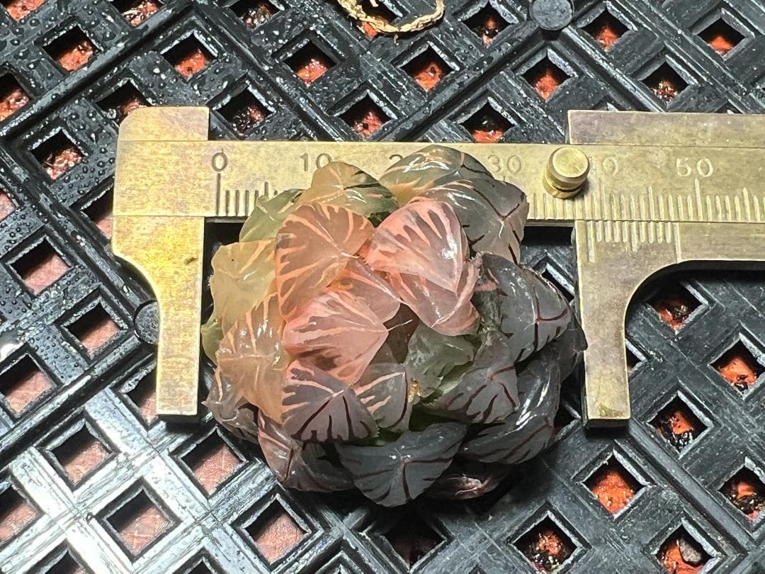 み*し様 多肉植物 ハオルチア オブツーサ錦 水中月錦 超美品 25株