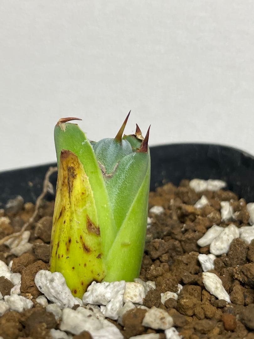 アガベ パリー トランカータ 斑入り 検） オバティフォリア モンタナ