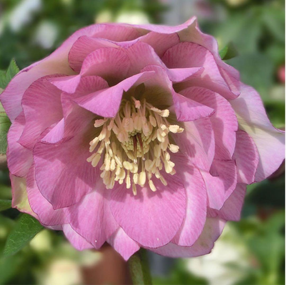 クリスマスローズ 伊勢みやび 3.5号 神楽（かぐら）1苗 - メルカリ