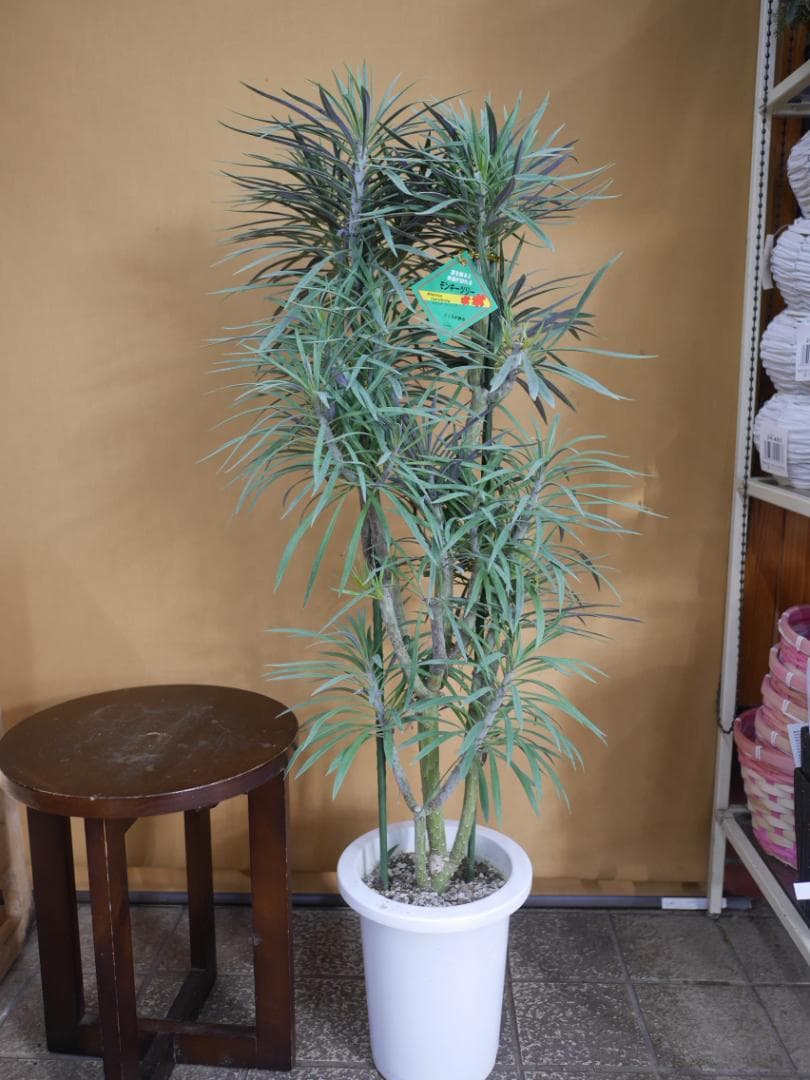 n*a様 セネシオ　クレイニア　モンキーツリー　観葉植物　7号　約100センチ 楽天市場】モンキーツリー（クレイニア） セメント シリンダー型 陶器