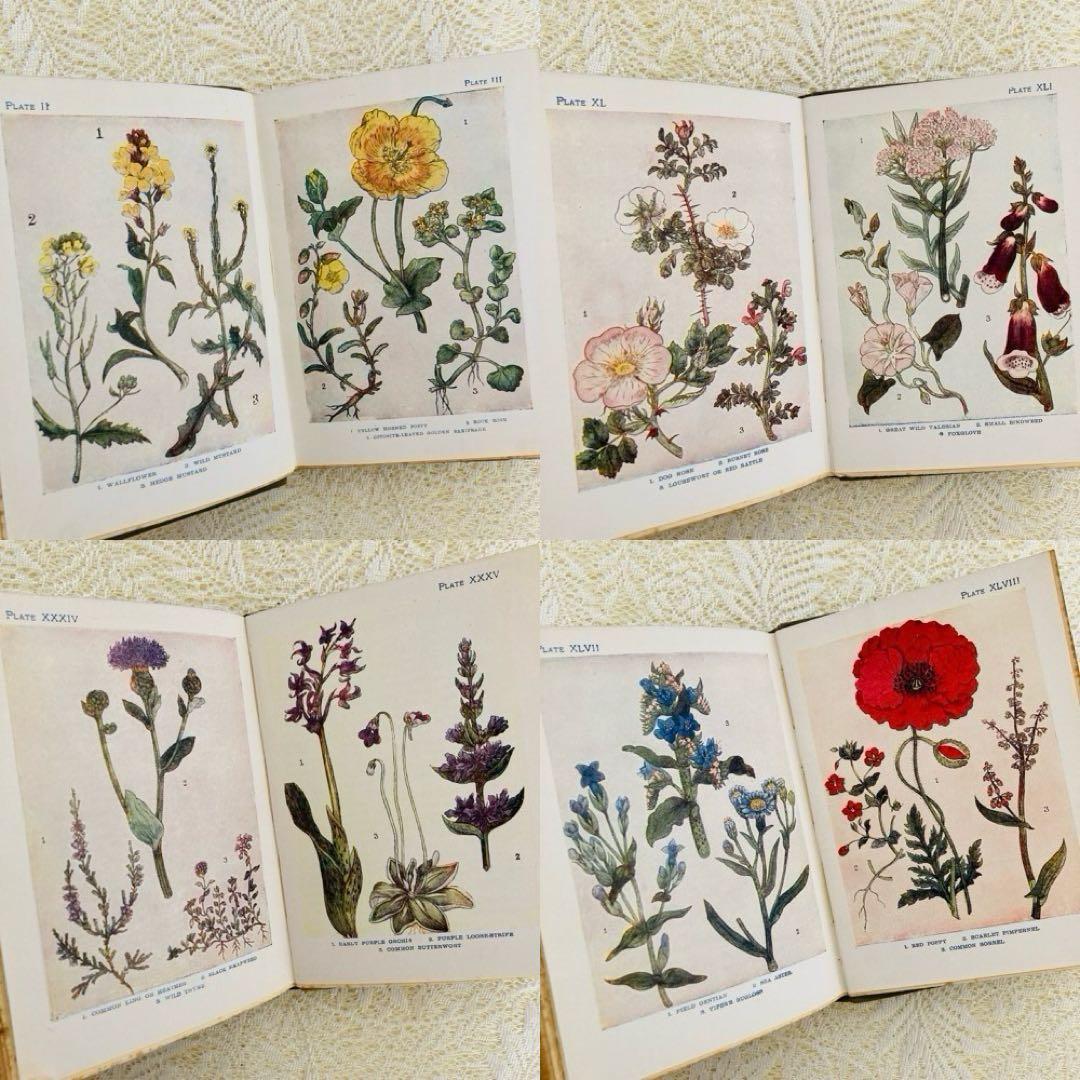 洋書 古書 アンティーク イギリスの植物図鑑 美しいカラー図版48点