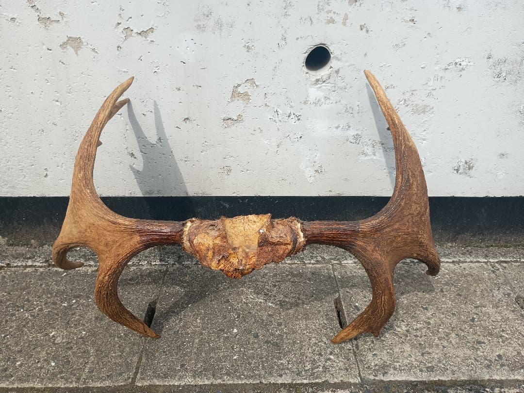 ムース ヘラジカ ヘラ鹿 角 ハンティングトロフィー オブジェ