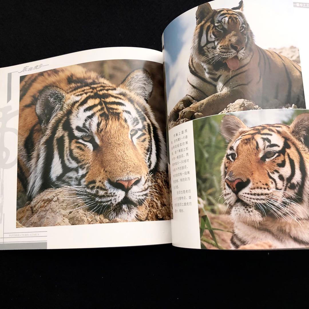 アムールトラ（シベリアトラ）写真集「東北虎 上・下巻」2冊セット 刘丹 撮影