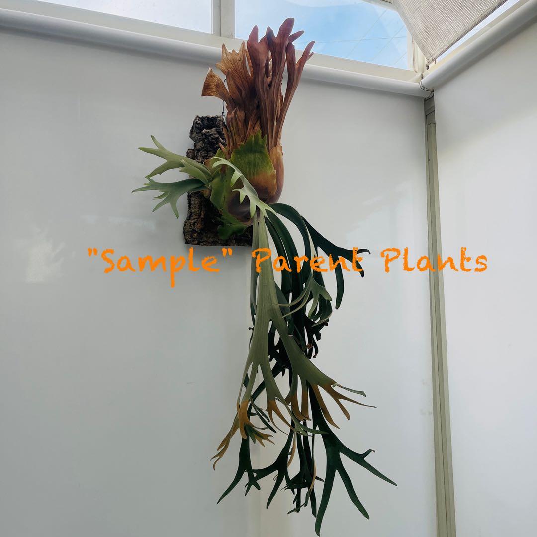 板付 観葉植物 超美株の子株です♫〖ビカクシダ・ウィリンキー