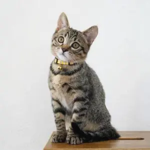 裁断済】獣医臨床のための免疫学 - メルカリ