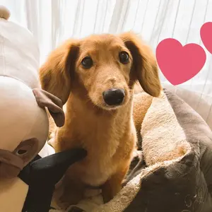 04 Limited Sazabys ANTENNA サイン入り - メルカリ