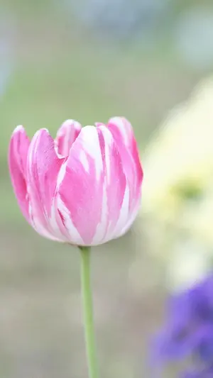 修理点検済】FUJIFILM (フジフイルム) X-T4 ボディ シルバー - メルカリ