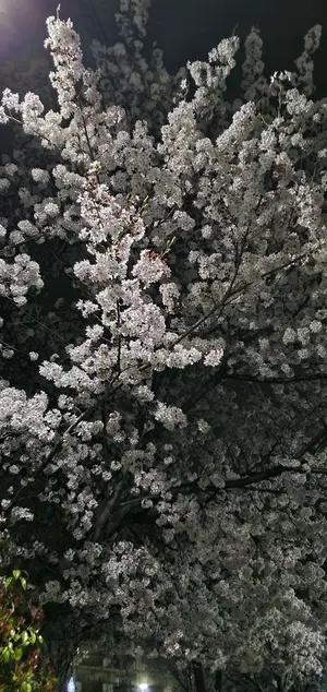 佐々木 あき】サイン入りチェキ - メルカリ