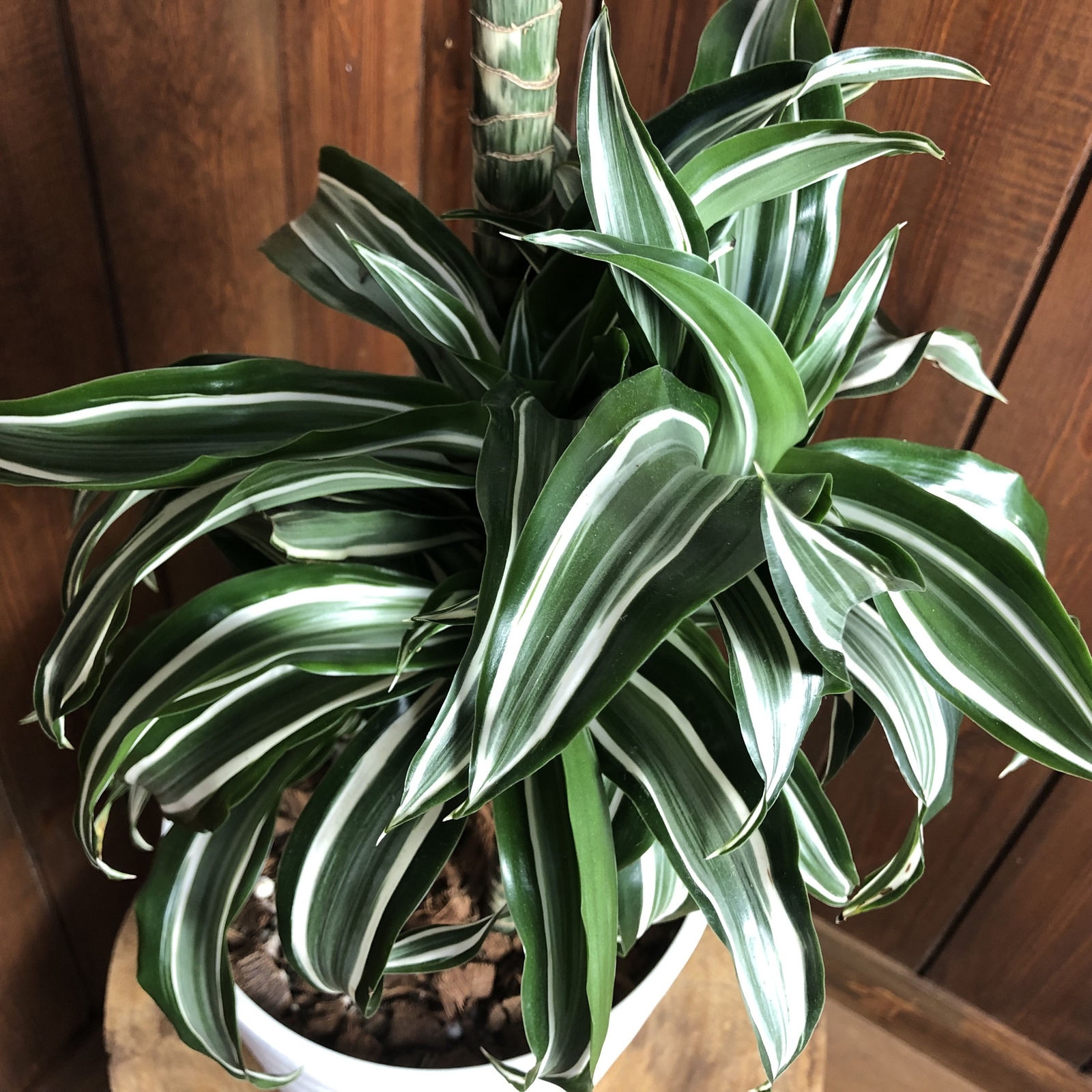 上品なカール 希少『ドラセナ・ジェードジュエル』7号 白鉢 観葉植物