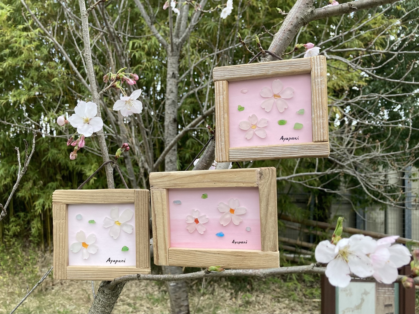 シーグラスアート「桜・お花見」 - AYAPANI-ART'S GALLERY | minne