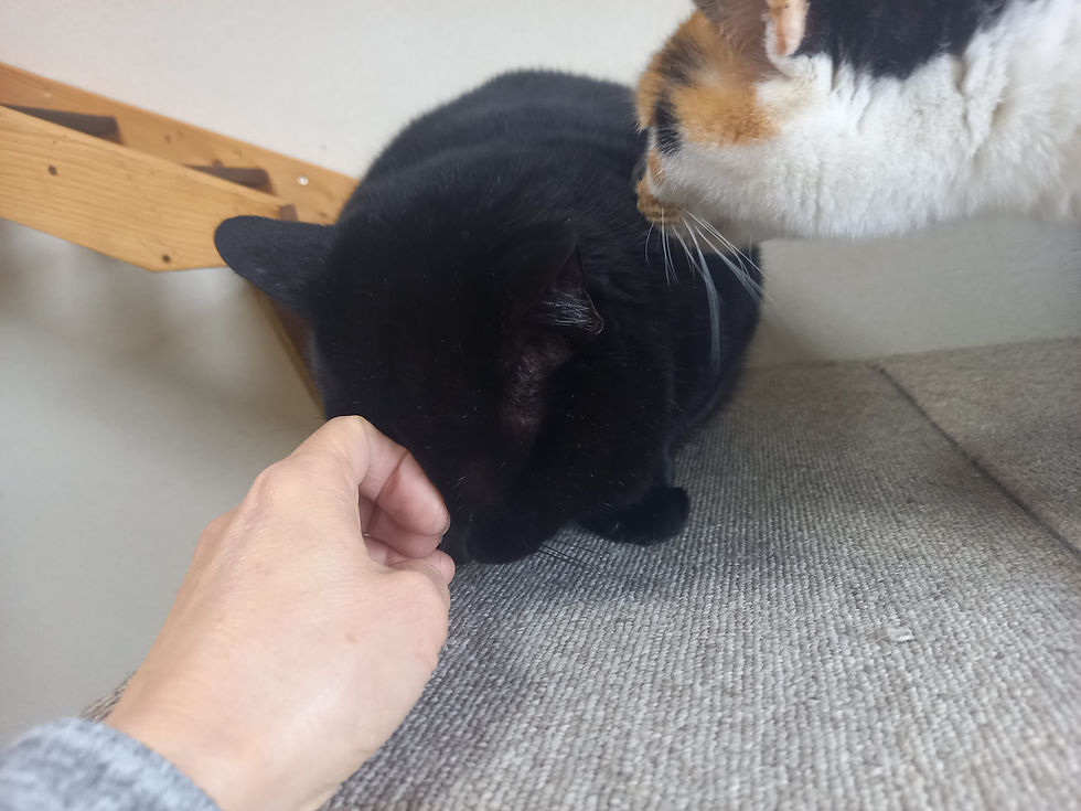 新玉旅館】2024年 幸せニャンコ第1号・ミント君