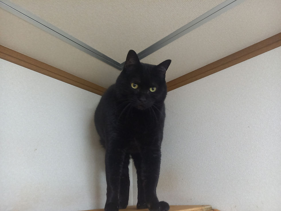 新玉旅館】2024年 幸せニャンコ第1号・ミント君