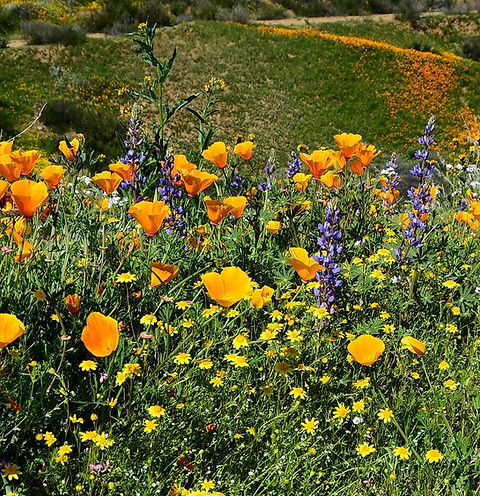 Drought Resistant Wildflower Mix | Wildland Seed Co.